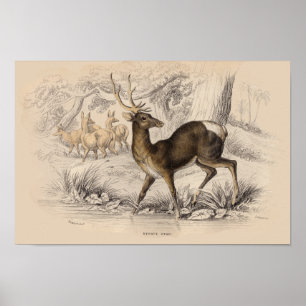 POSTER IMPRIMER STAG (NÉPAUL)