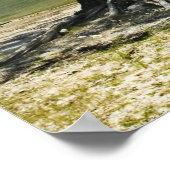 Poster Imprimer Suwannee River Beach (Coin)