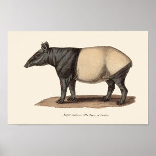 POSTER IMPRIMER TAPIR