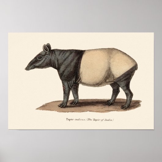 POSTER IMPRIMER TAPIR (Devant)