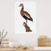 Poster Imprimer Whistling-Canard à ventre noir (Cuisine)
