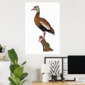 Poster Imprimer Whistling-Canard à ventre noir (Bureau à domicile)