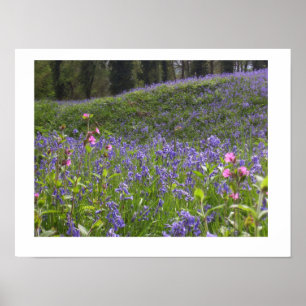 Poster Imprimerie Bluebell Wood