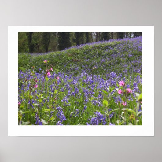 Poster Imprimerie Bluebell Wood (Devant)
