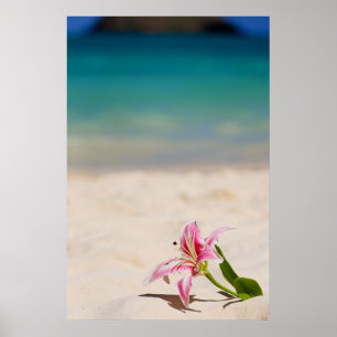 Poster Imprimerie d'art Beach Lily 24x36