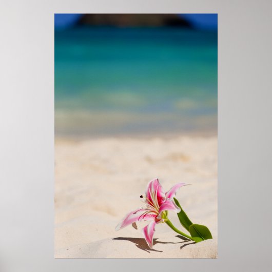 Poster Imprimerie d'art Beach Lily 24x36 (Devant)