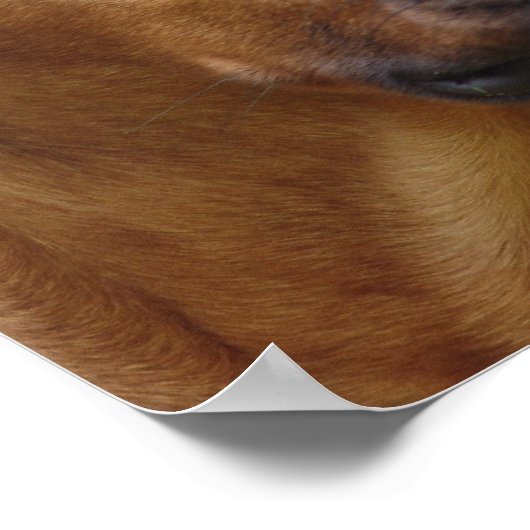 Poster Imprimerie de chien de Rhodesian Ridgeback (Coin)