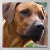 Poster Imprimerie de chien de Rhodesian Ridgeback (Devant)