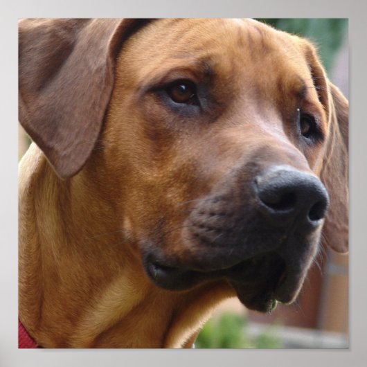 Poster Imprimerie de chien de Rhodesian Ridgeback (Devant)