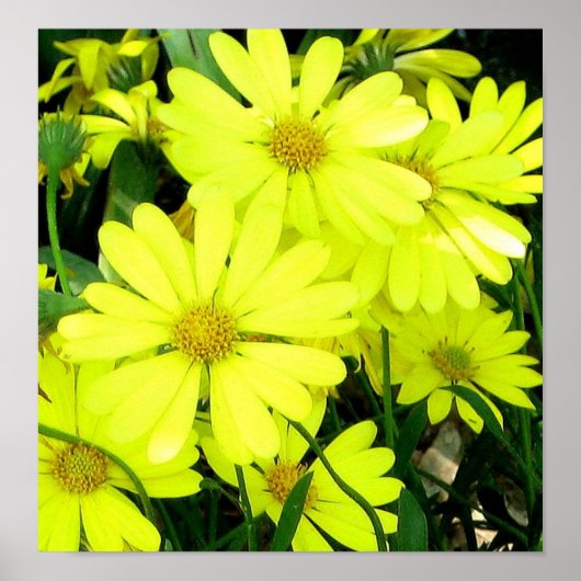 Poster Imprimerie de marais africains (Devant)