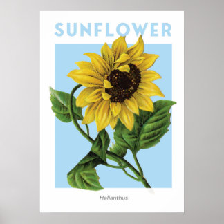 Poster Imprimerie vintage de tournesol