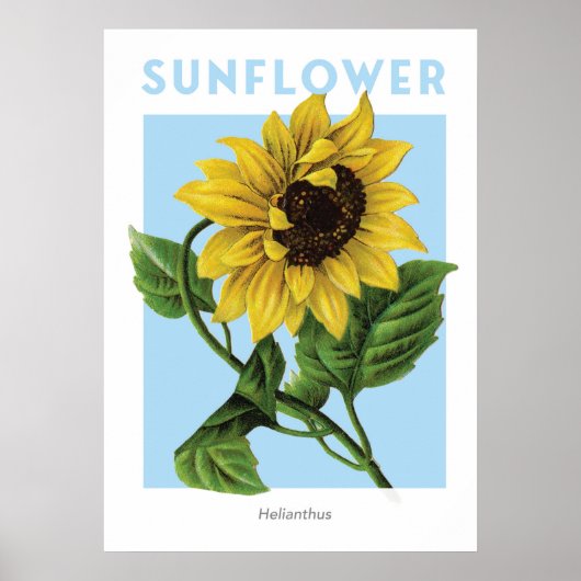 Poster Imprimerie vintage de tournesol (Devant)