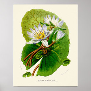 Poster Imprimerie vintage Lotus Botanical
