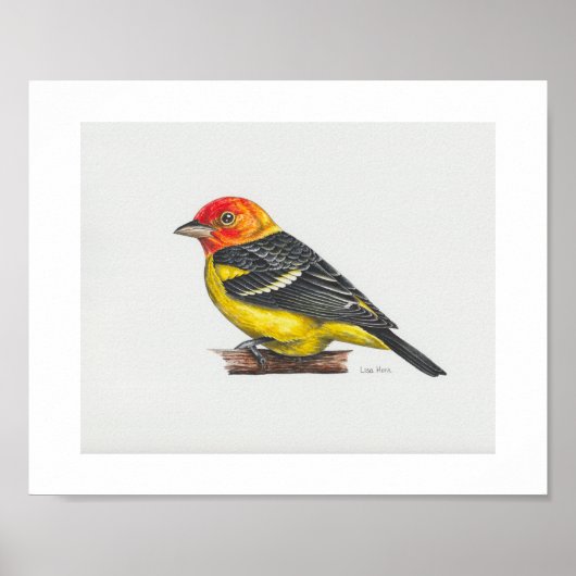 Poster Imprimerie Western Tanager (Devant)
