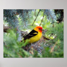 Imprimerie Western Tanager
