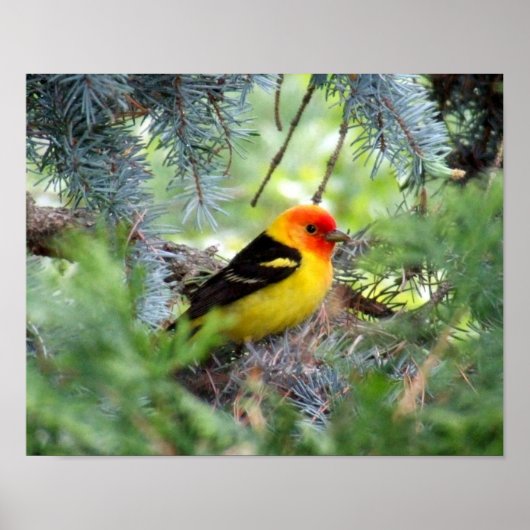 Poster Imprimerie Western Tanager (Devant)