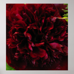 Poster Imprimez Proep Rich Red Peony