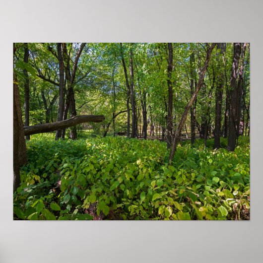 Poster in the forest at fort snelling state park (Devant)