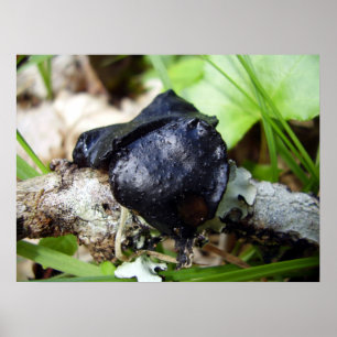 Poster Inchinanen Bulgarije