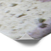 Poster Incilius alvarius (Coin)