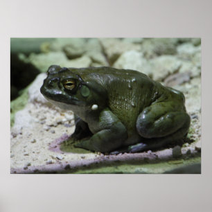 Poster Incilius alvarius