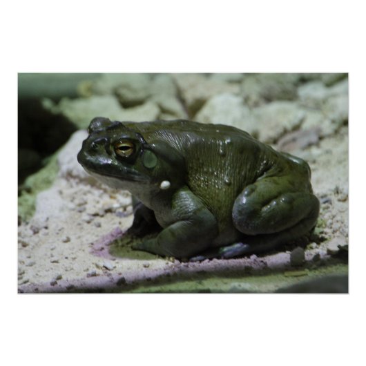 Poster Incilius alvarius (Devant)