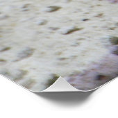 Poster Incilius alvarius (Coin)