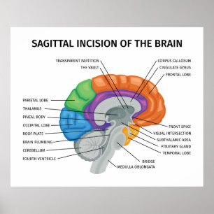 Poster Incision sagitale du cerveau