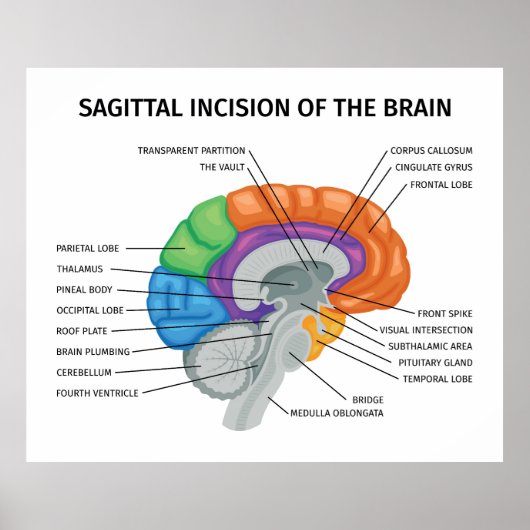 Poster Incision sagitale du cerveau (Devant)