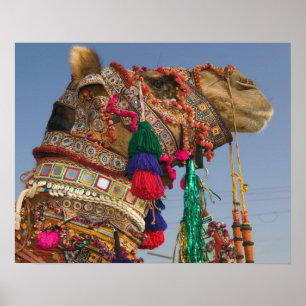 Poster INDE, Rajasthan, Pushkar : PUSHKAR CAMEL FAIR,