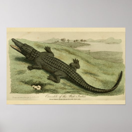 Poster Indes occidentales Crocodile Histoire naturelle Im (Devant)