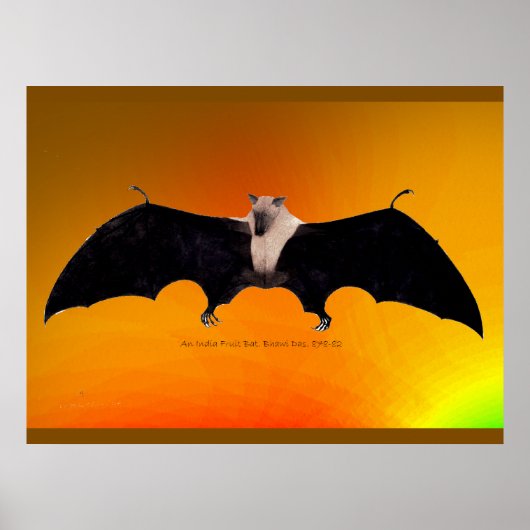 Poster Indian Fruit Bat (Devant)