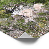 Poster IndianCanyon (8) (Coin)