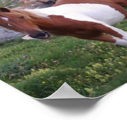 Poster indien Pony (Coin)