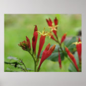 Poster indien rose (Devant)