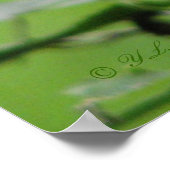 Poster indien rose (Coin)