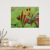 Poster indien rose (Cuisine)