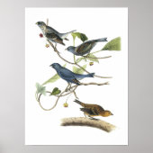 Poster Indigo Bunting par Audubon (Devant)
