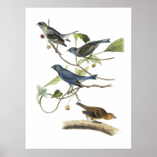 Poster Indigo Bunting par Audubon