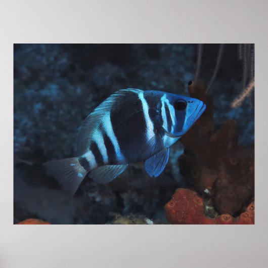 Poster Indigo Hamlet (Devant)