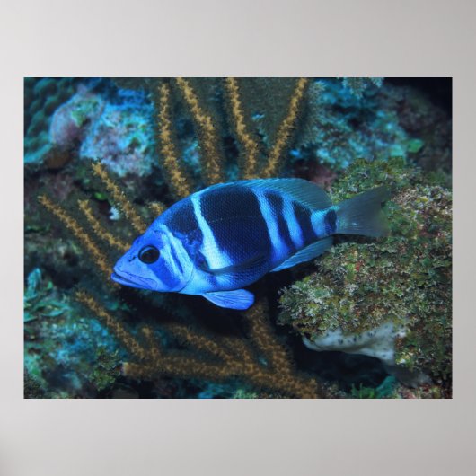 Poster Indigo Hamlet (Devant)