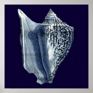Poster Indigo Shells I