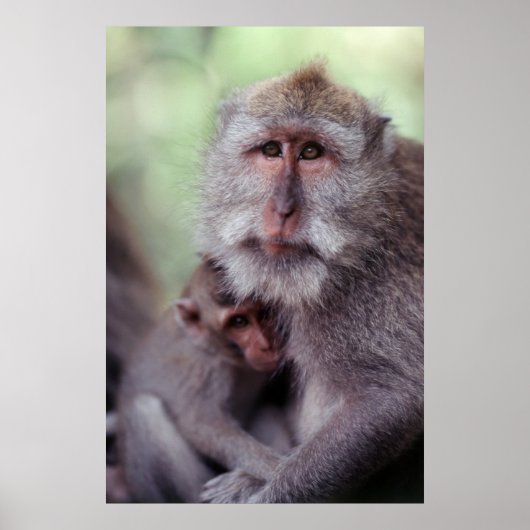 Poster Indonésie, Bali, Ubud, Macaque à longue queue (Devant)