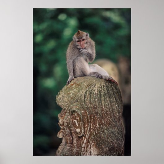 Poster Indonésie, Bali, Ubud, Macaque à queue longue 2 (Devant)