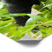 Poster Infant Mountain Gorilla Kisses Silverback (Coin)