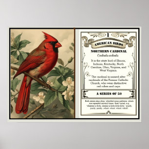Poster Informations sur l'oiseau de l'État Cardinal Rouge