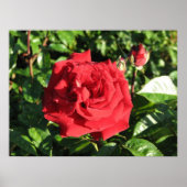 Poster Ingrid Bergman Hybrid Tea Rose 032 (Devant)