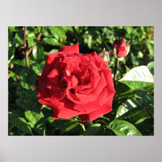 Poster Ingrid Bergman Hybrid Tea Rose 032 (Devant)