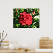 Poster Ingrid Bergman Hybrid Tea Rose 032 (Cuisine)