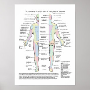 Poster Innervation cutanée d'affiche périphérique de